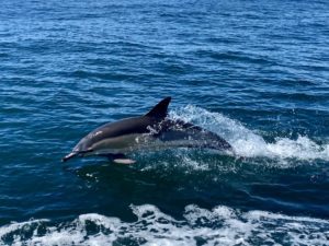 Dolphin Cape Clear