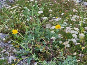 Yellow Horned Poppy