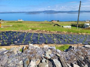 Lavender plot Cape Clear