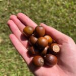 Acorns