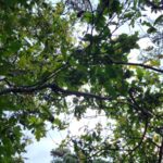 Oak Trees