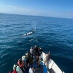 Humpback IWDG
