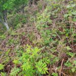 Rowan saplings on Cape Clear Island