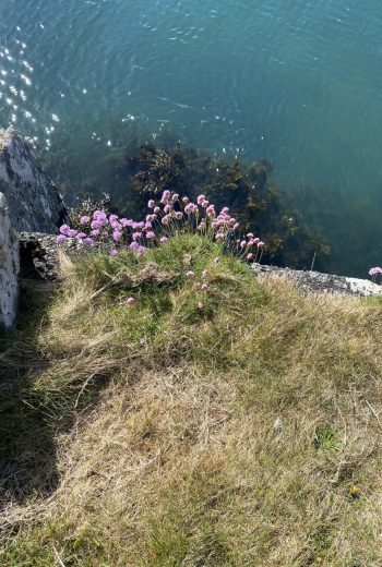 Cape clear island looking at the flowers