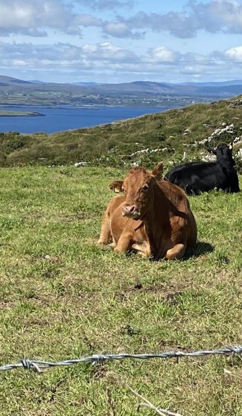 Cows on Cape Clear Island