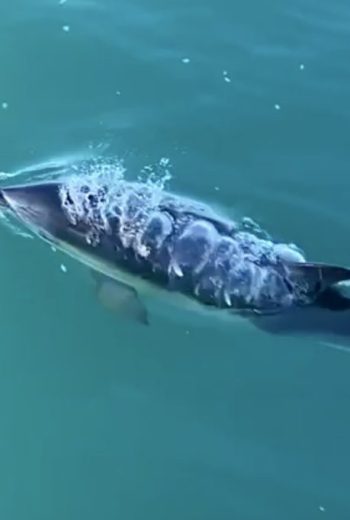 Dolphin bubbles off cape clear