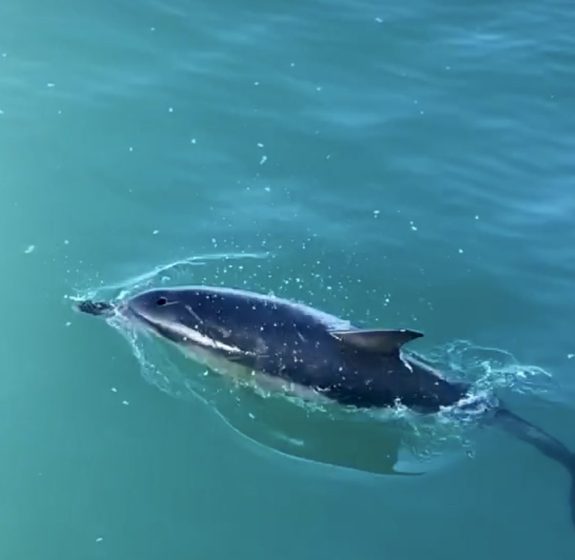 Dolphins off Cape Clear