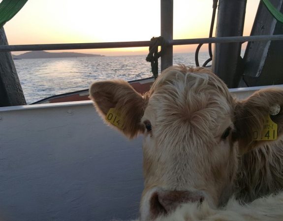 cows cape clear cargo