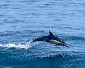 Dolphin at the Fastnet