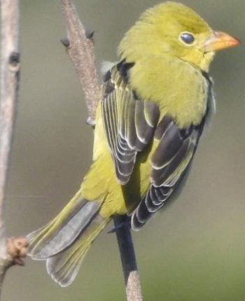 The scarlet tanager bird cape